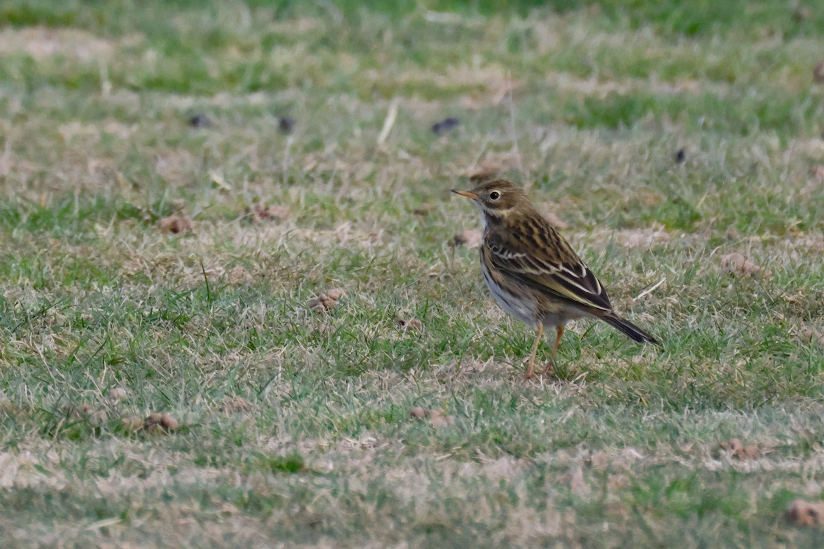 Meadow Pipit - ML646001887