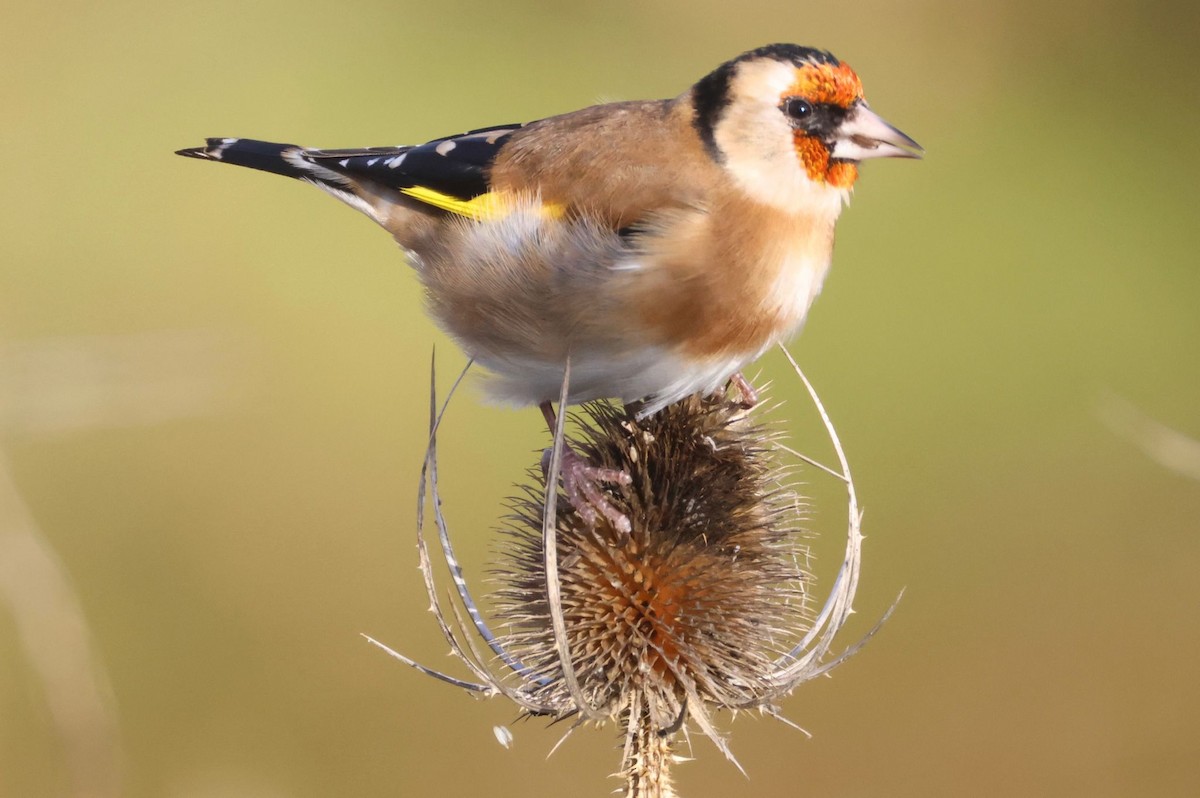 European Goldfinch - ML646001890