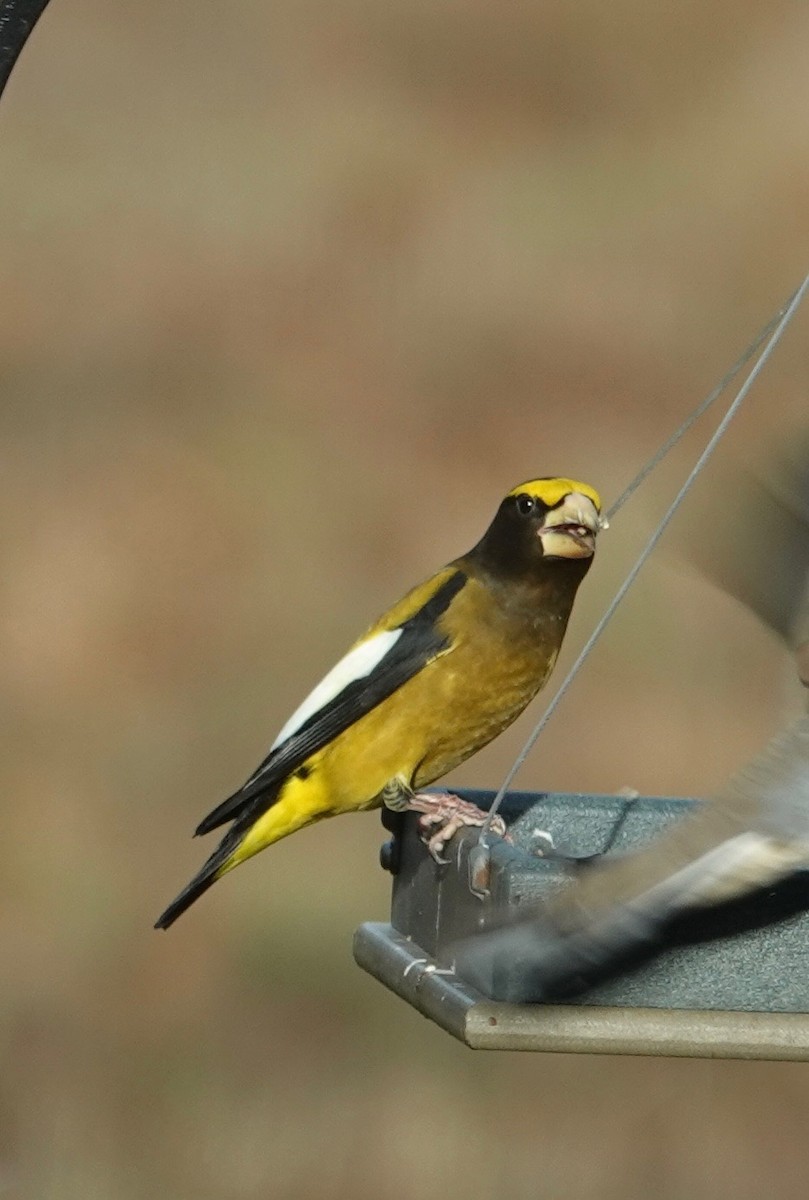 Mokolodi bekainoria - ML646001891