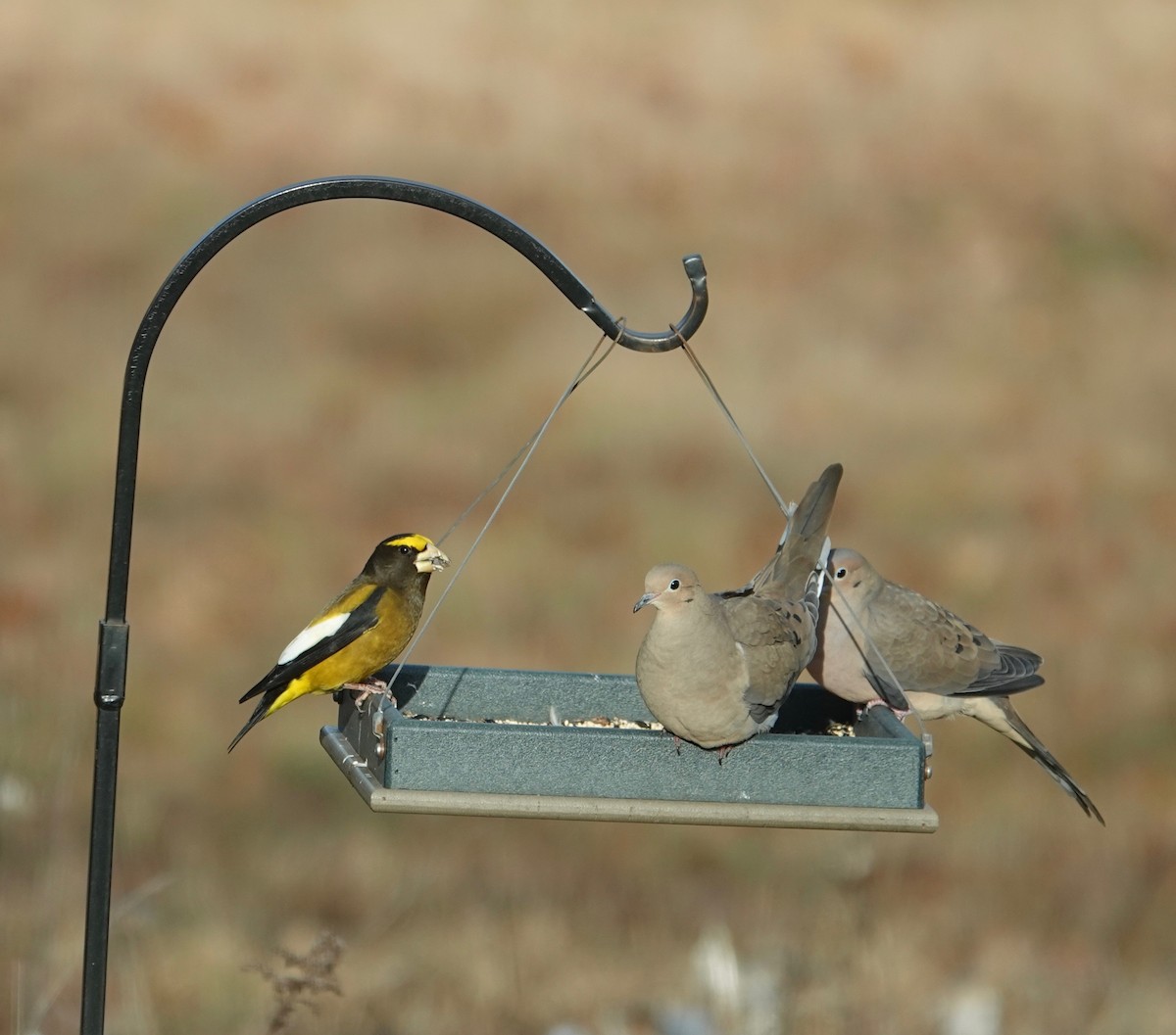 Mokolodi bekainoria - ML646001892