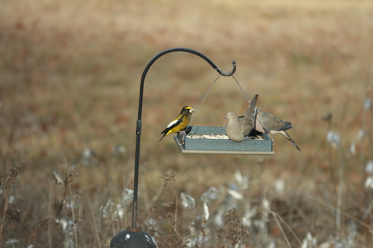 Mokolodi bekainoria - ML646001893