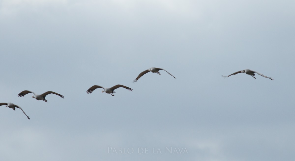 Blue Crane - ML646001897