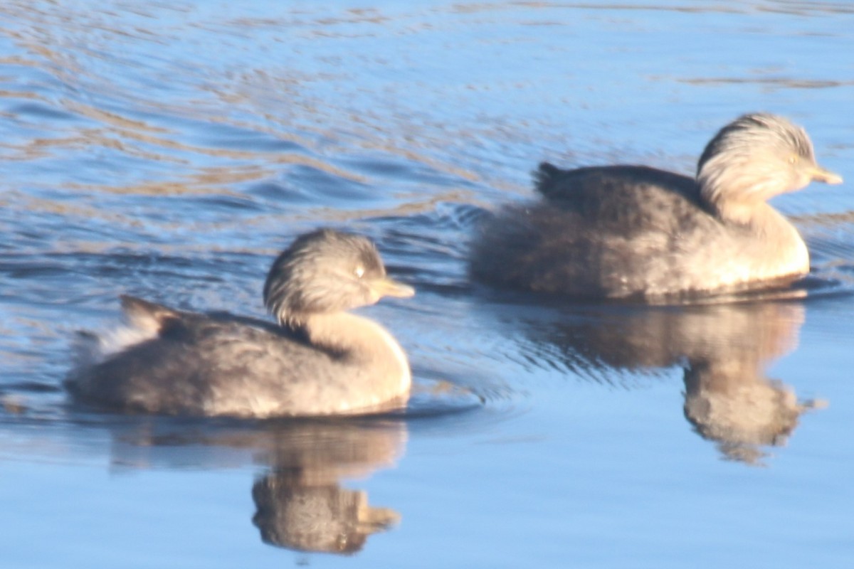 シラガカイツブリ - ML646001904