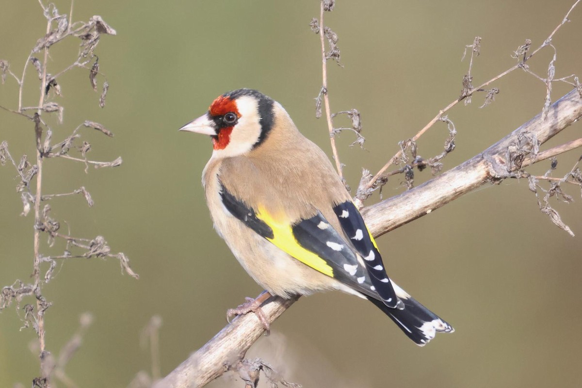 European Goldfinch - ML646001905