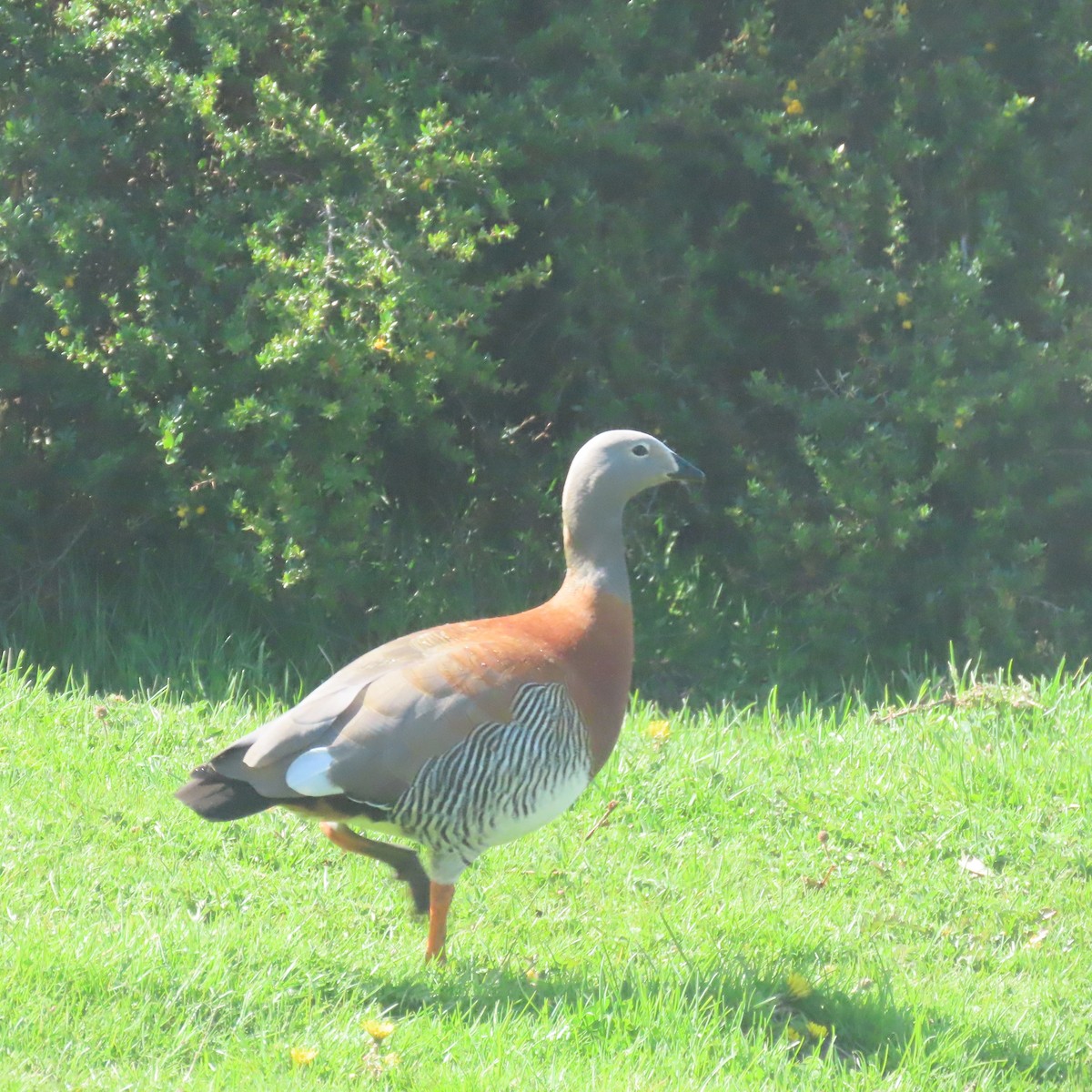 Ashy-headed Goose - ML646001928