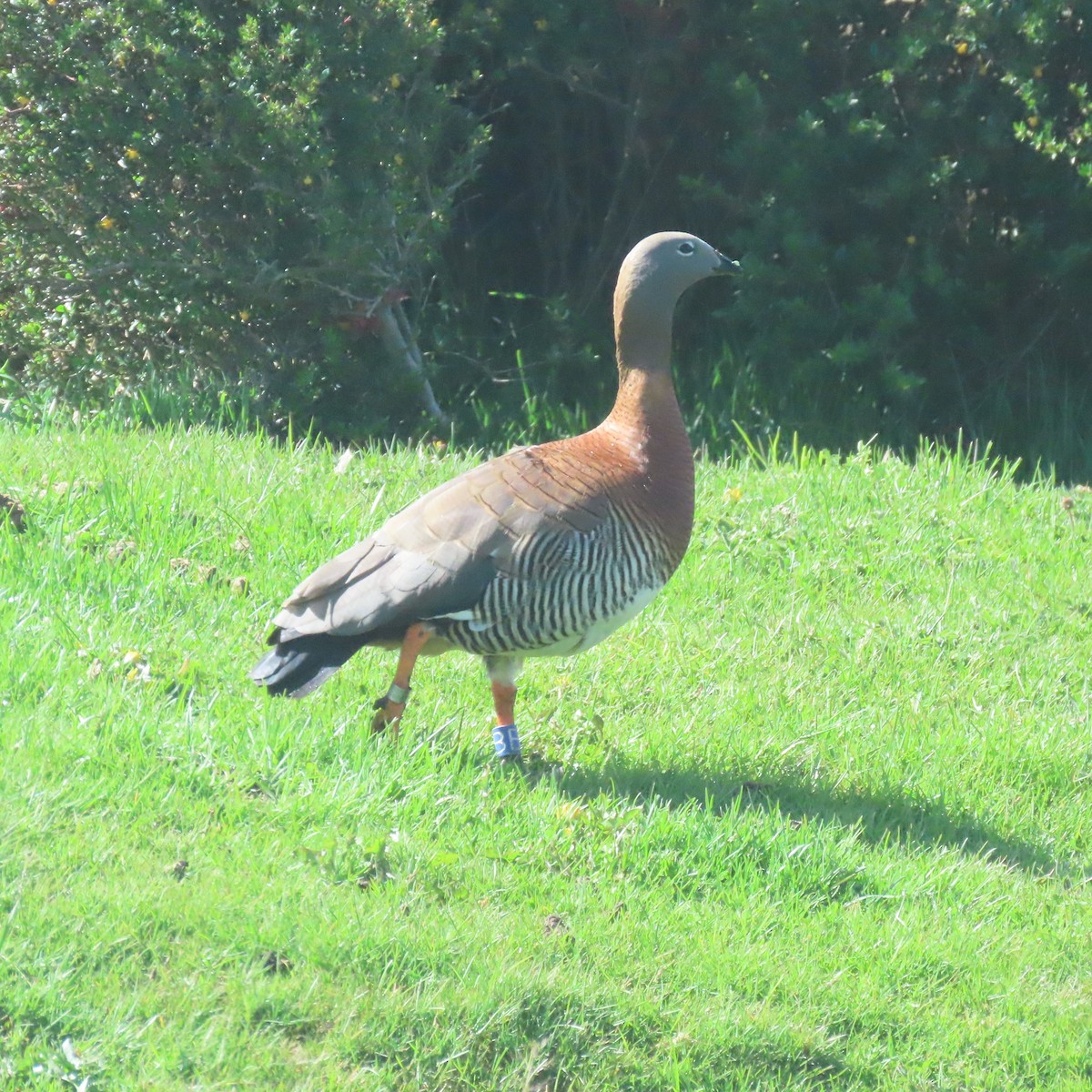 Ashy-headed Goose - ML646001929