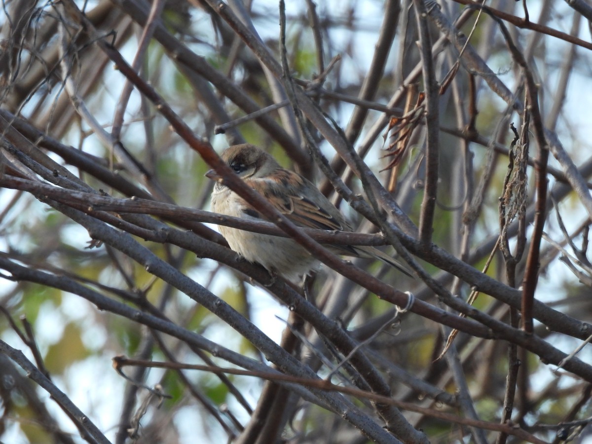 House Sparrow - ML646001938