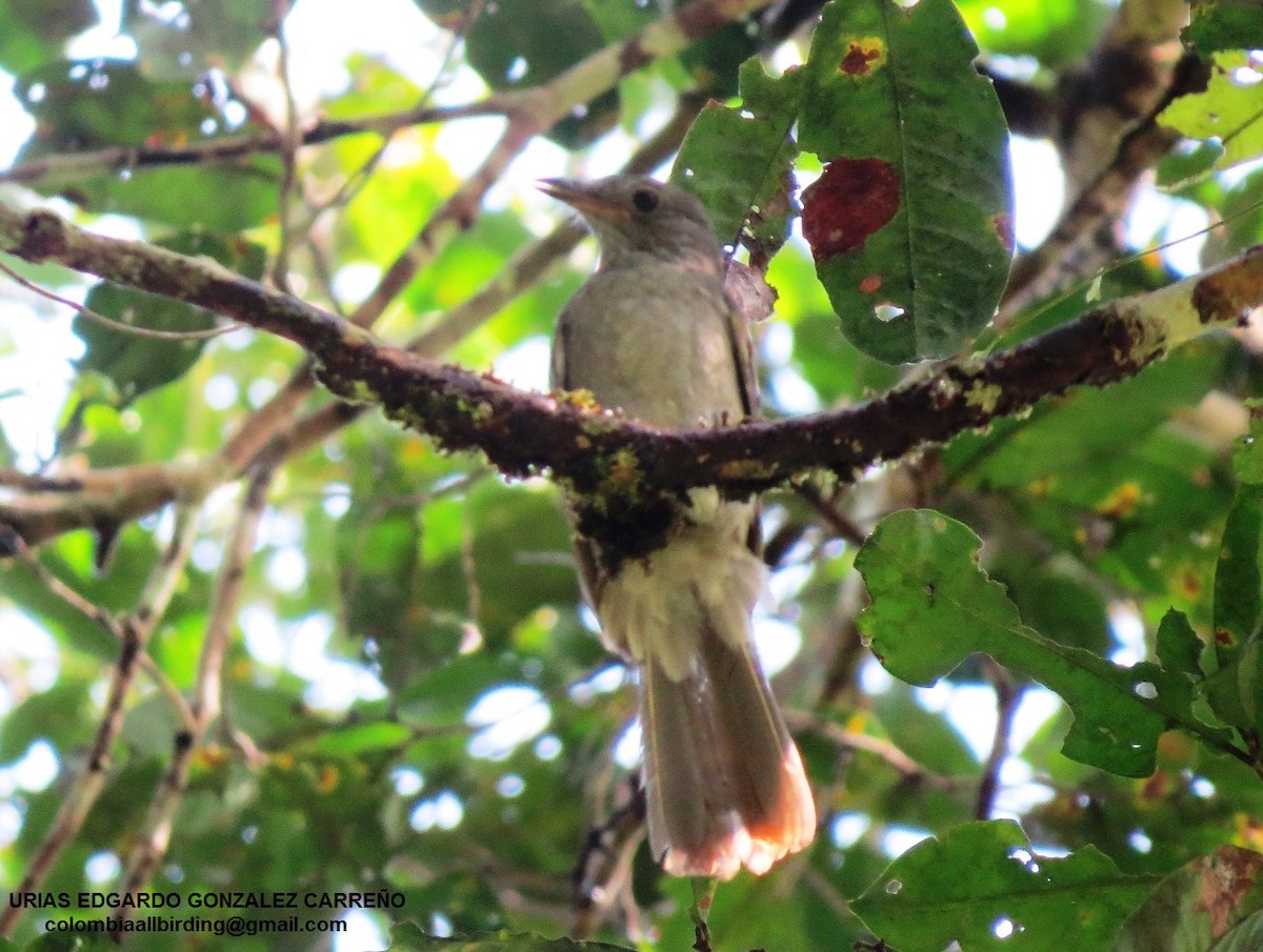 Islıkçı Kotinga - ML646001940