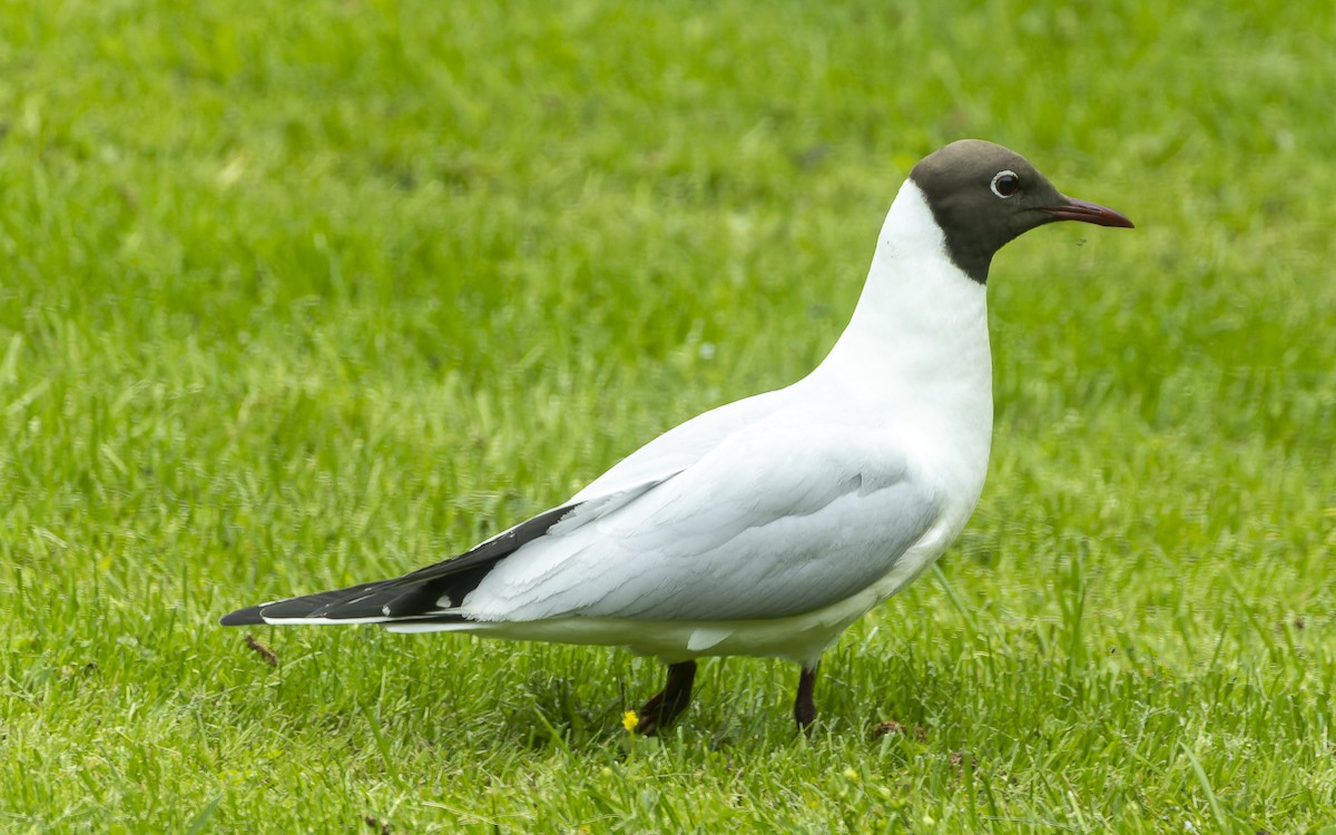 Black-headed Gull - ML646001941