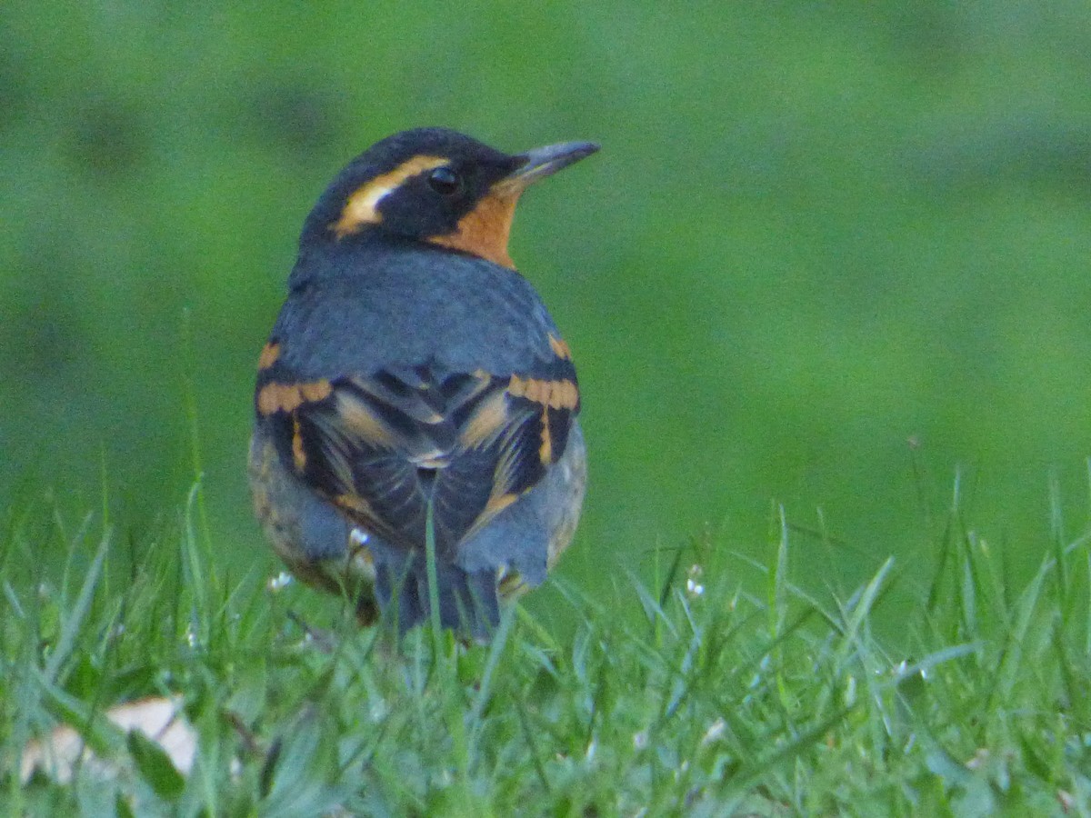 Grive à collier - ML646001943
