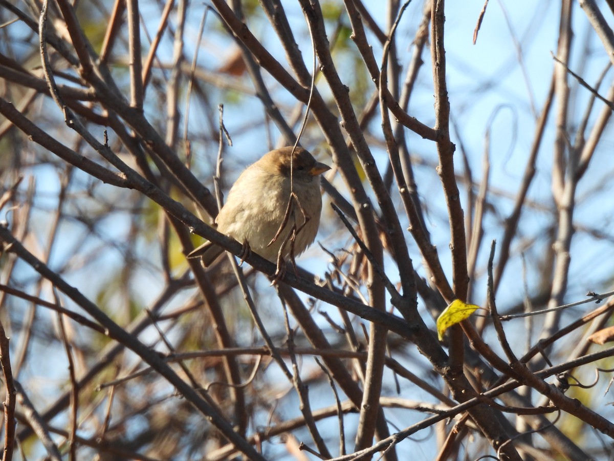 House Sparrow - ML646001944