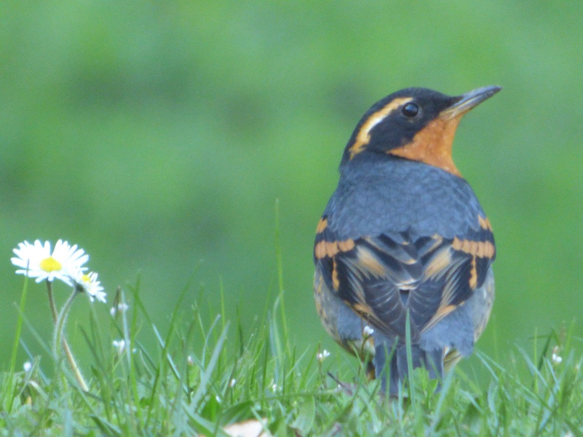 Grive à collier - ML646001945