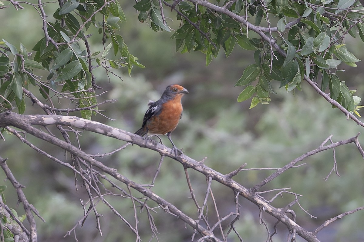 White-tipped Plantcutter - ML646001947