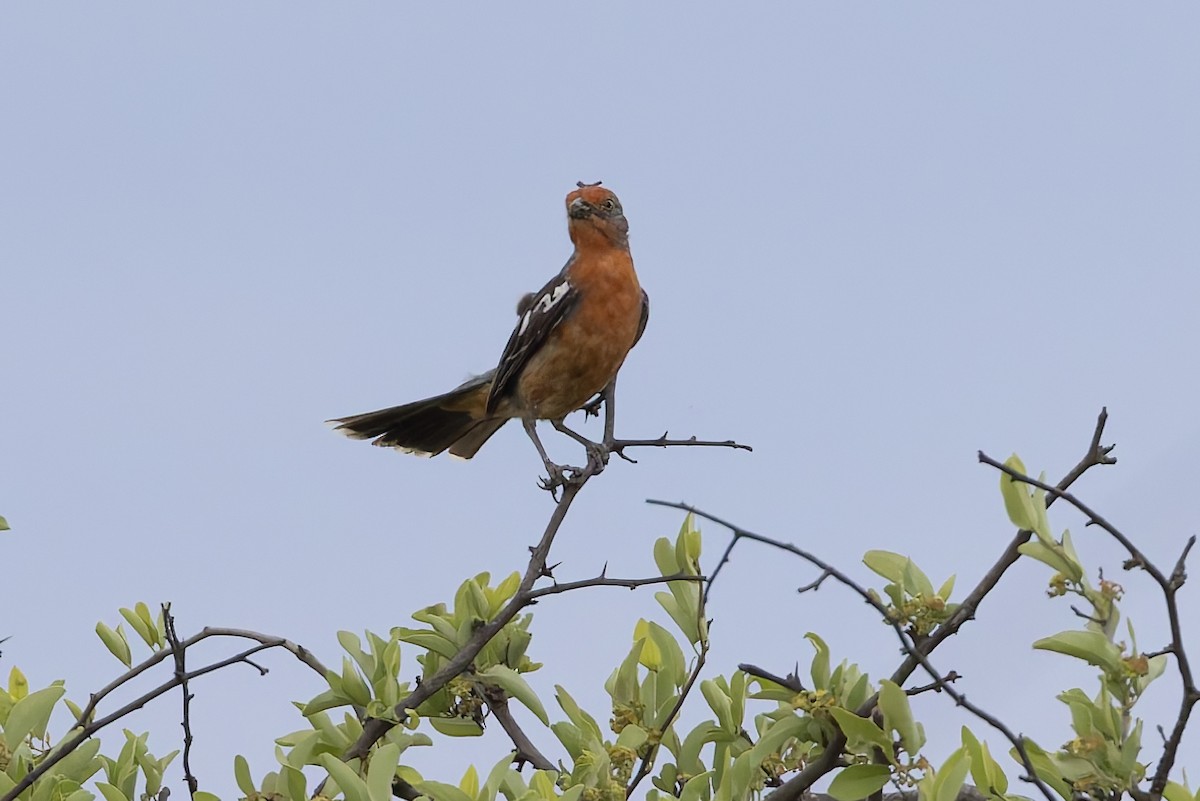 White-tipped Plantcutter - ML646001948