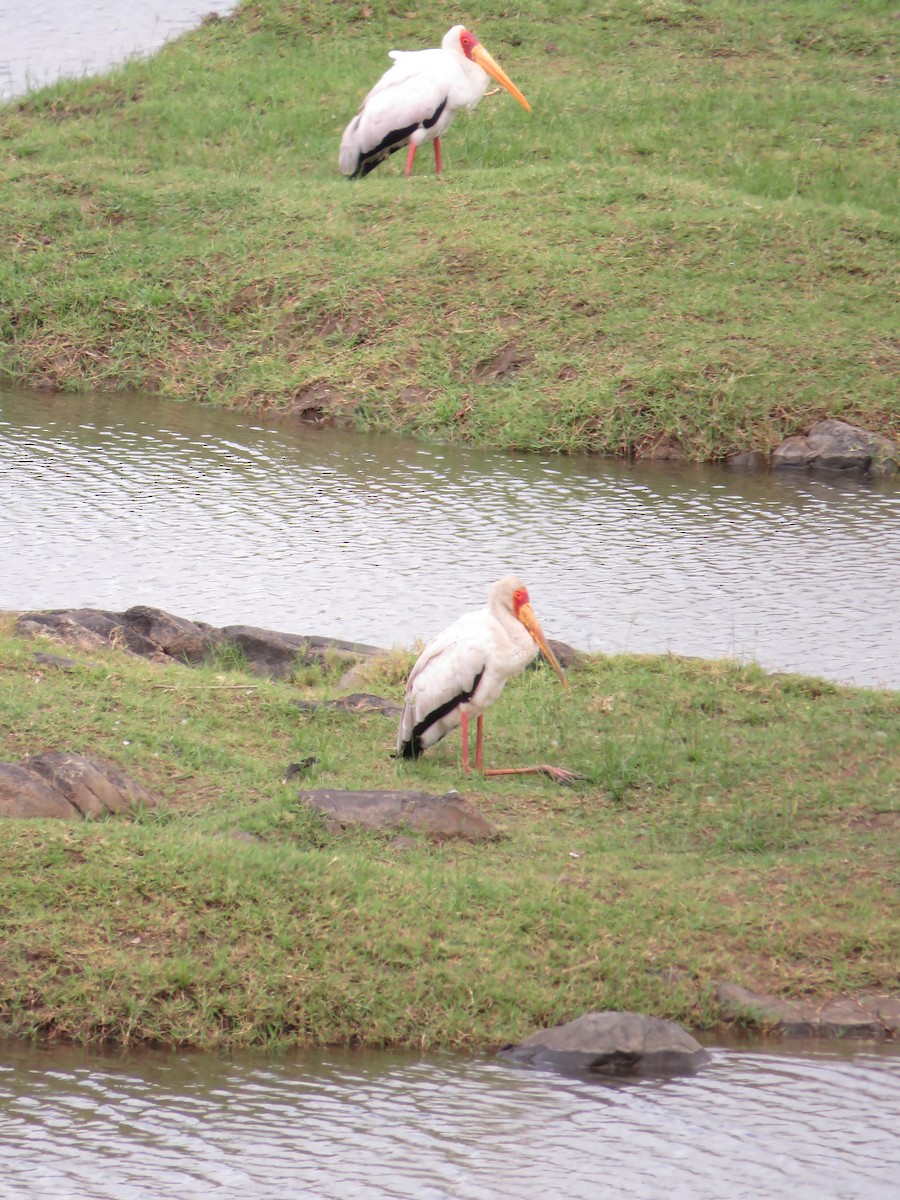 Yellow-billed Stork - ML646001949