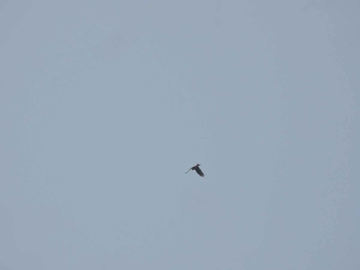 Black Kite - ML646001955