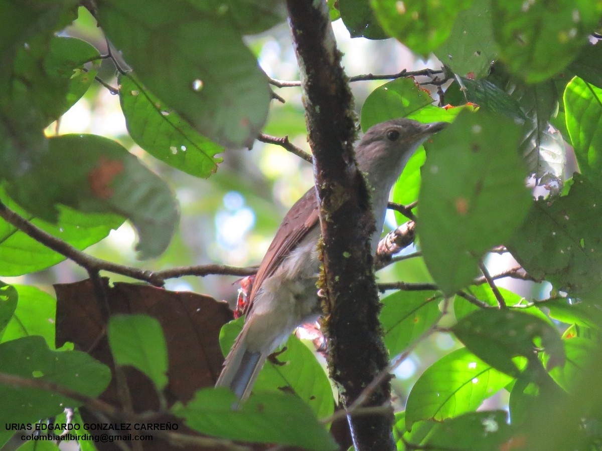 Islıkçı Kotinga - ML646001956