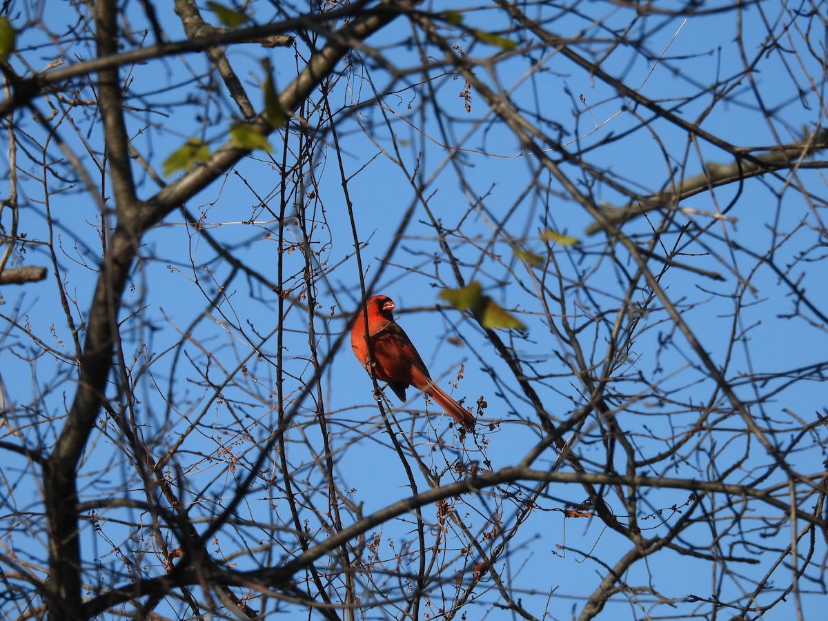 Northern Cardinal - ML646001964