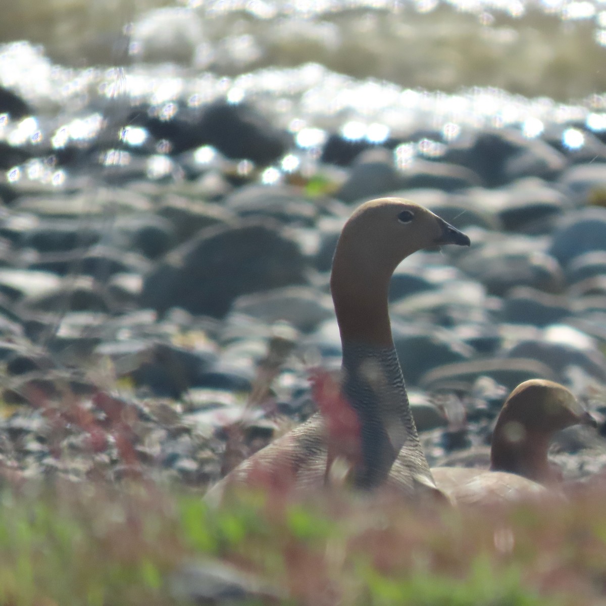 Ruddy-headed Goose - ML646001966