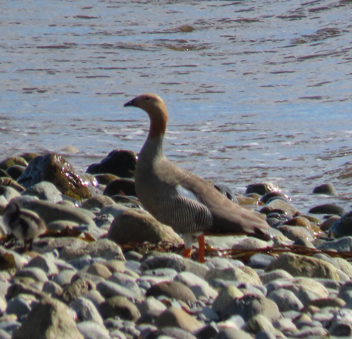 Ruddy-headed Goose - ML646001967