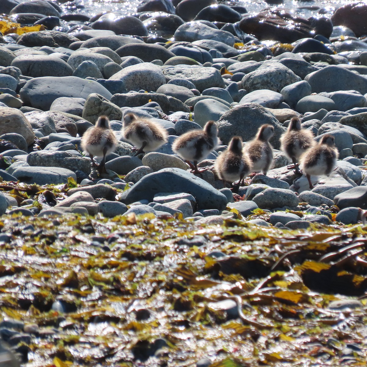 Ruddy-headed Goose - ML646001968