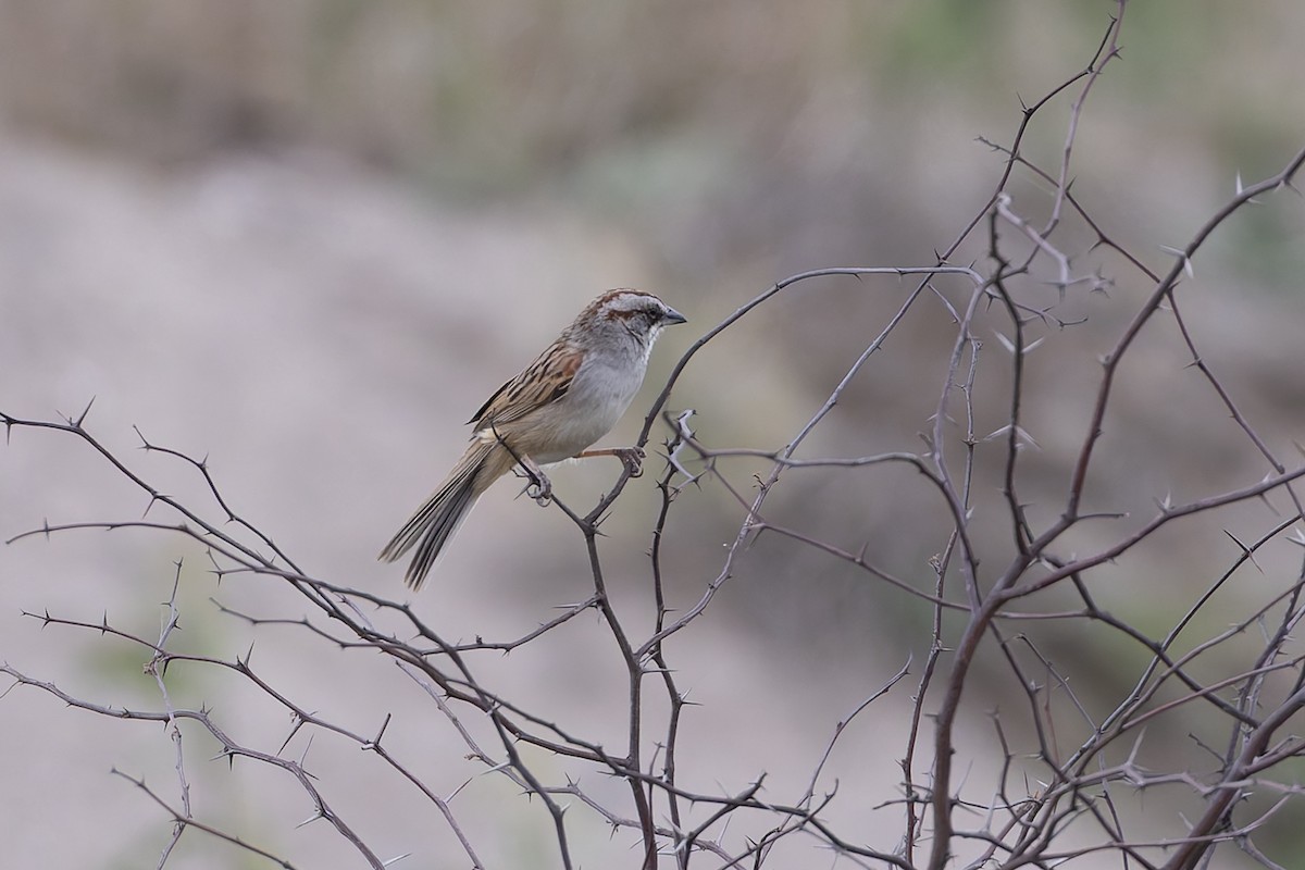 yungasspurv - ML646001972