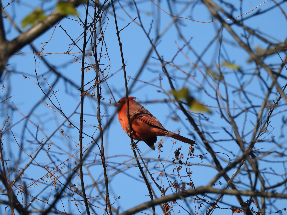 Northern Cardinal - ML646001974
