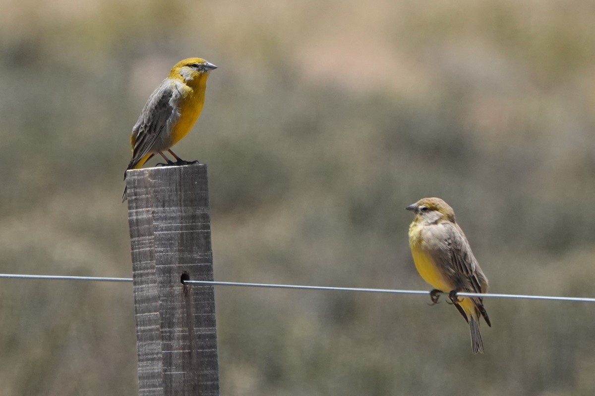 Золотопоясничный зерноед - ML646001980