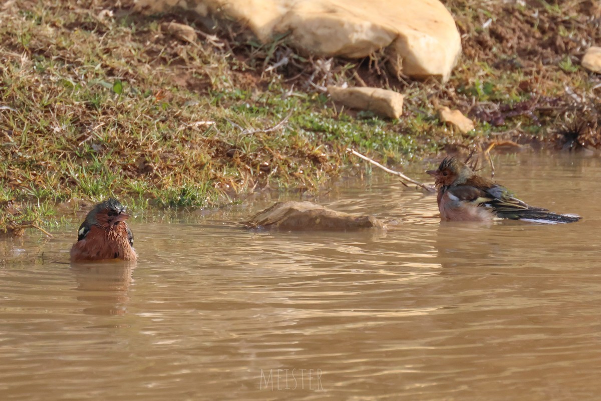 Common Chaffinch - ML646001984