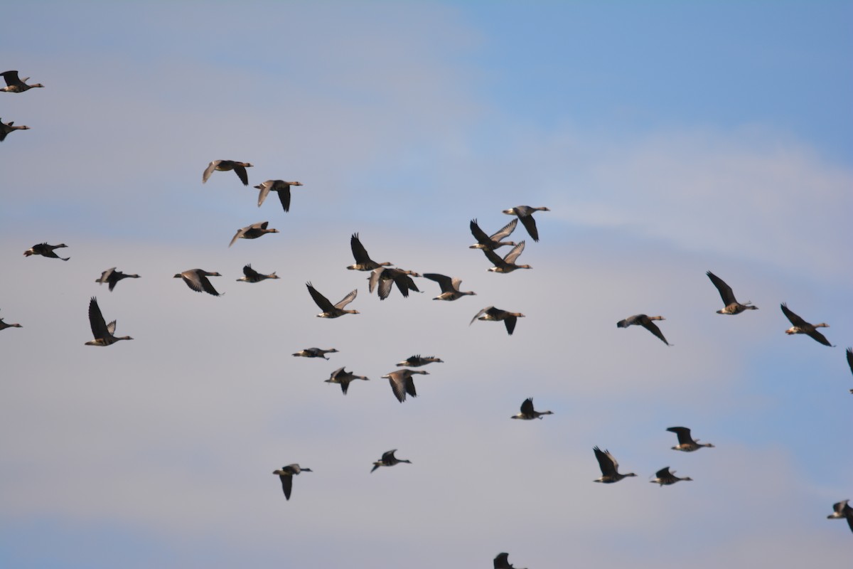 Greater White-fronted Goose - ML646001988