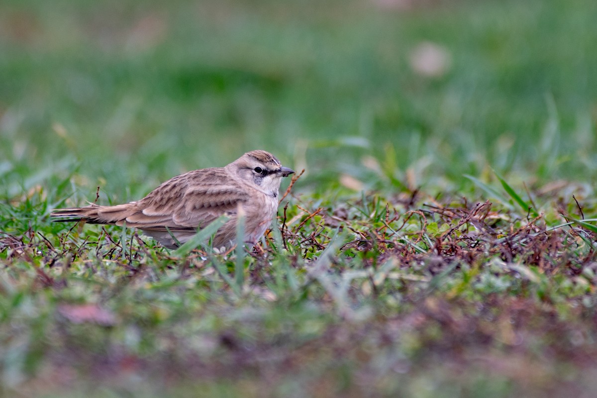 skřivan ouškatý - ML646001989
