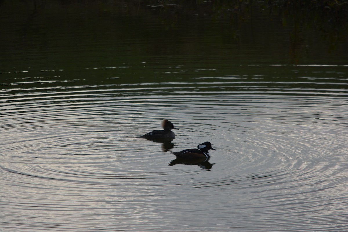 Hooded Merganser - ML646001997