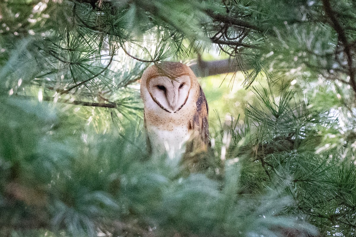 American Barn Owl - ML646001999