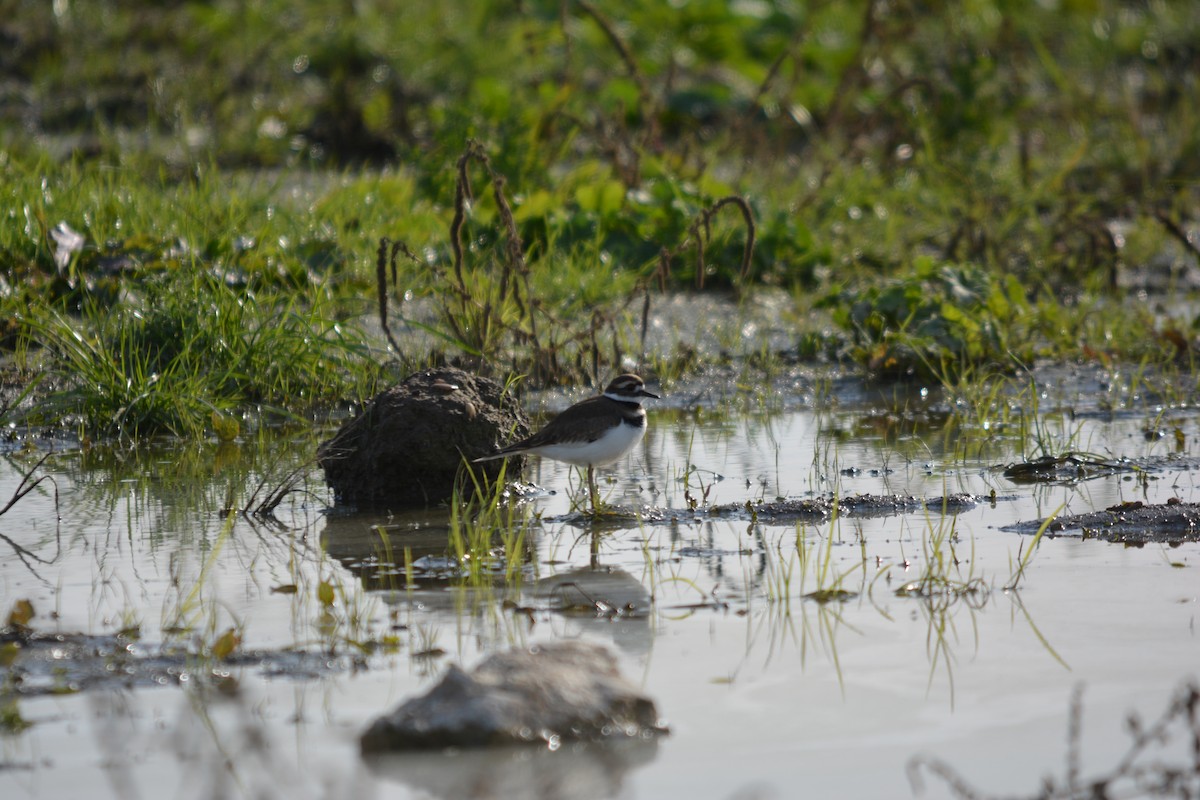 Killdeer - ML646002000