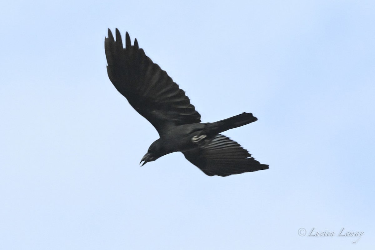 Ворона великодзьоба - ML646002001