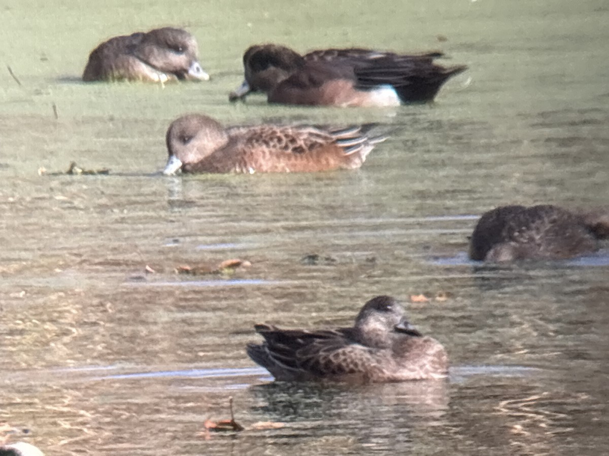 Eurasian Wigeon - ML646002003