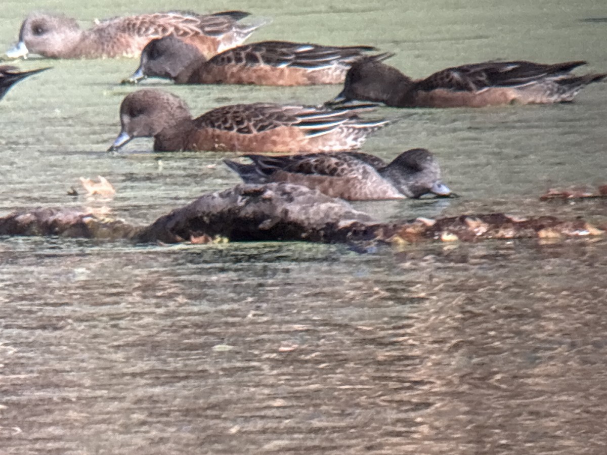 Eurasian Wigeon - ML646002005