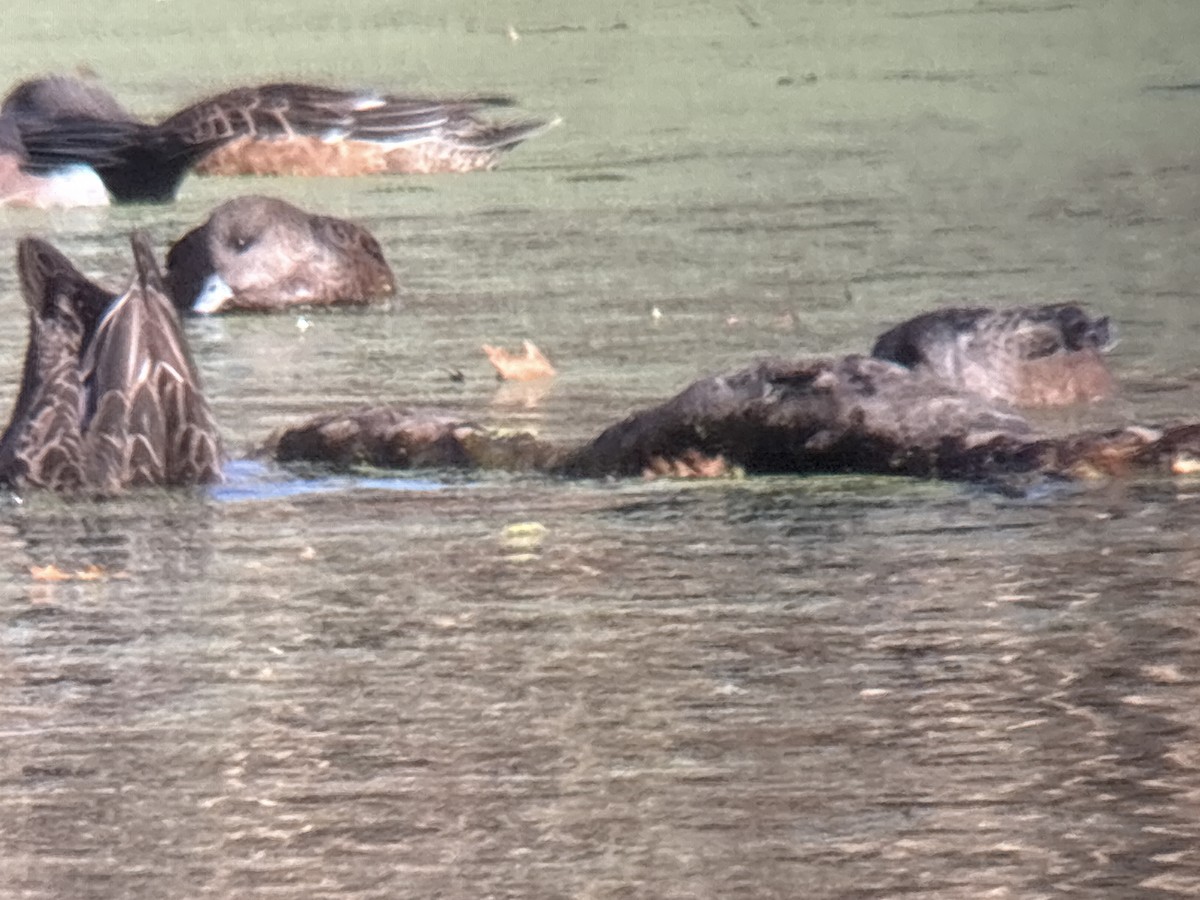 Eurasian Wigeon - ML646002006