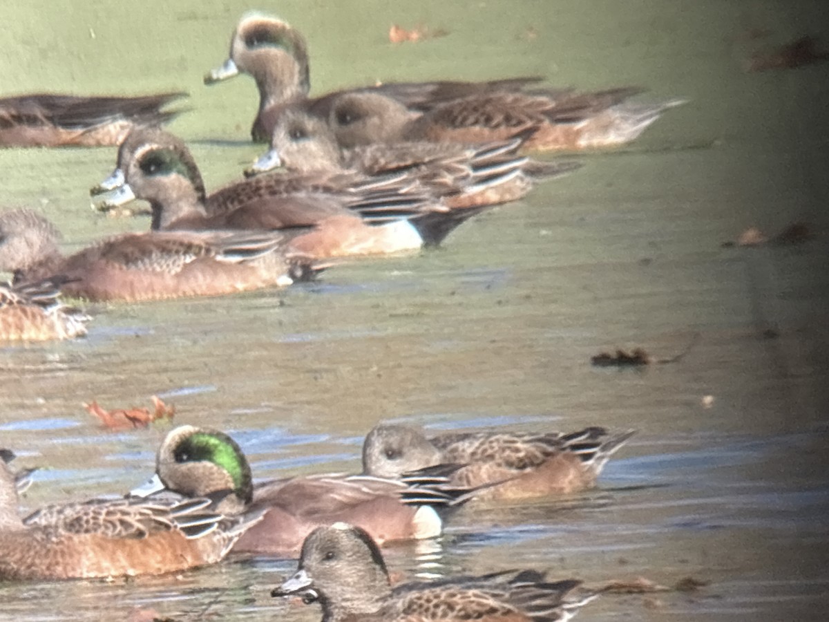Eurasian Wigeon - ML646002007
