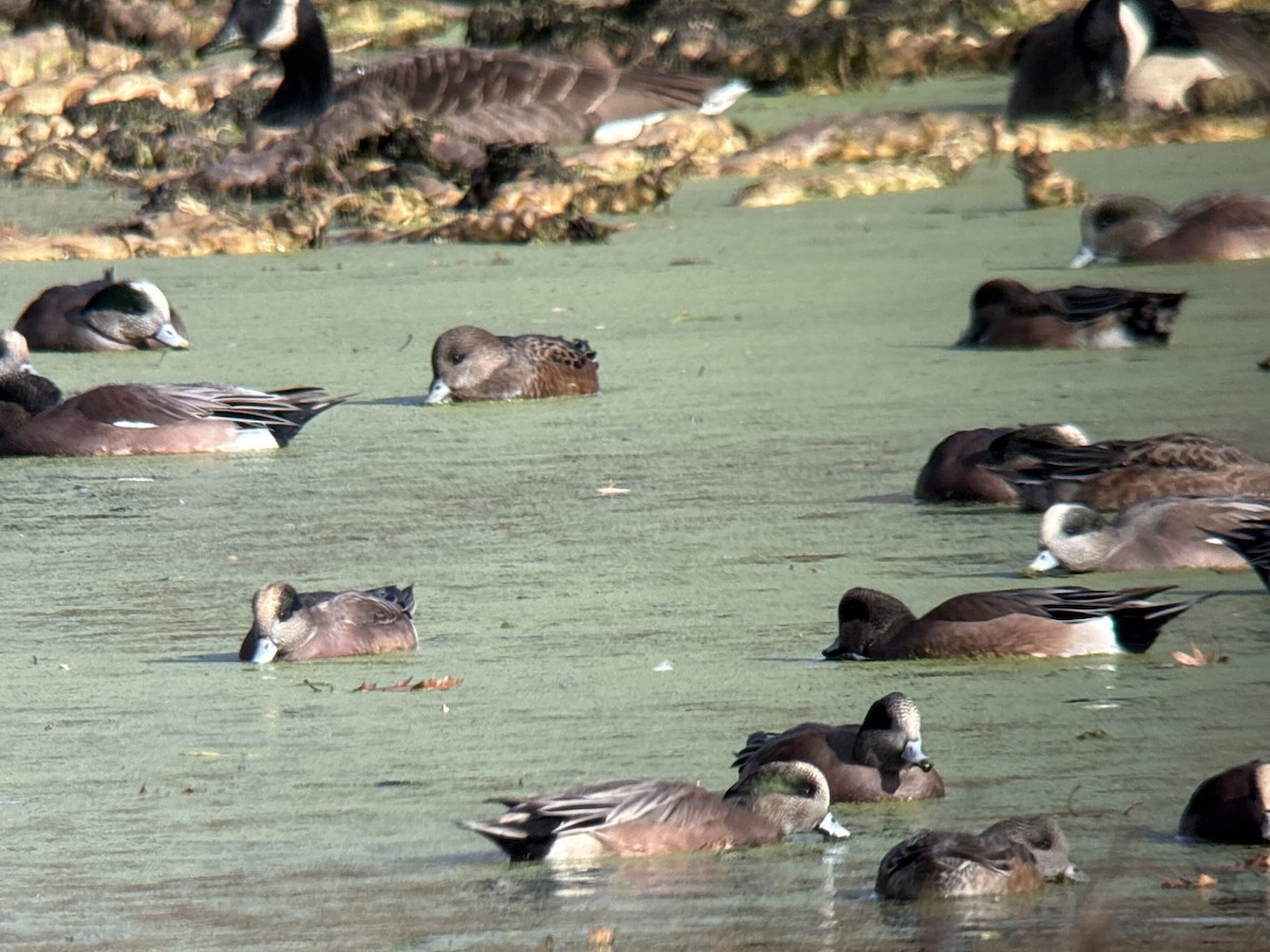 Eurasian Wigeon - ML646002008