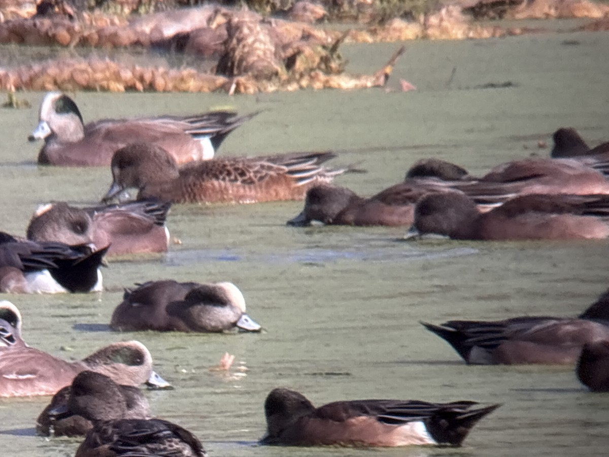 Eurasian Wigeon - ML646002010