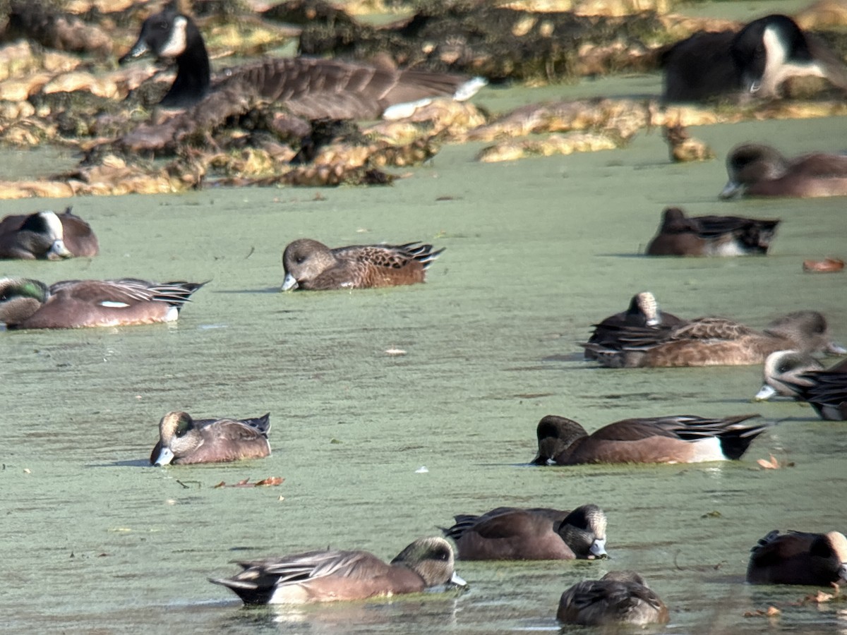 Eurasian Wigeon - ML646002011
