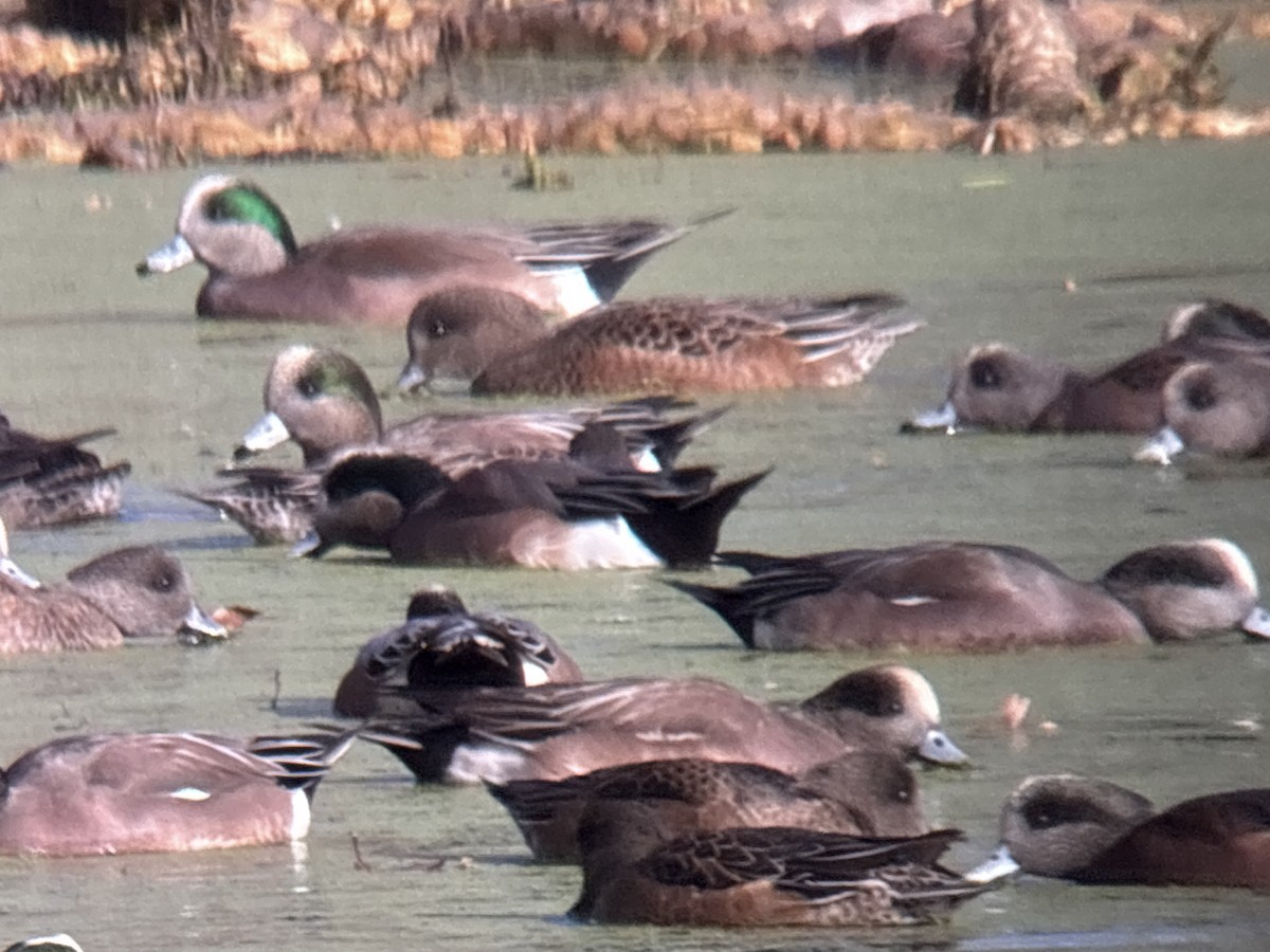 Eurasian Wigeon - ML646002013