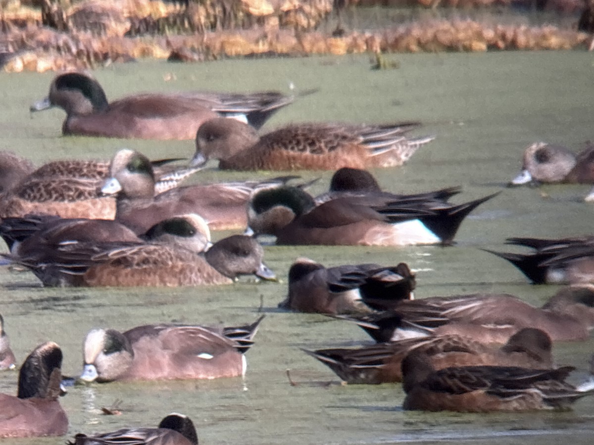 Eurasian Wigeon - ML646002014