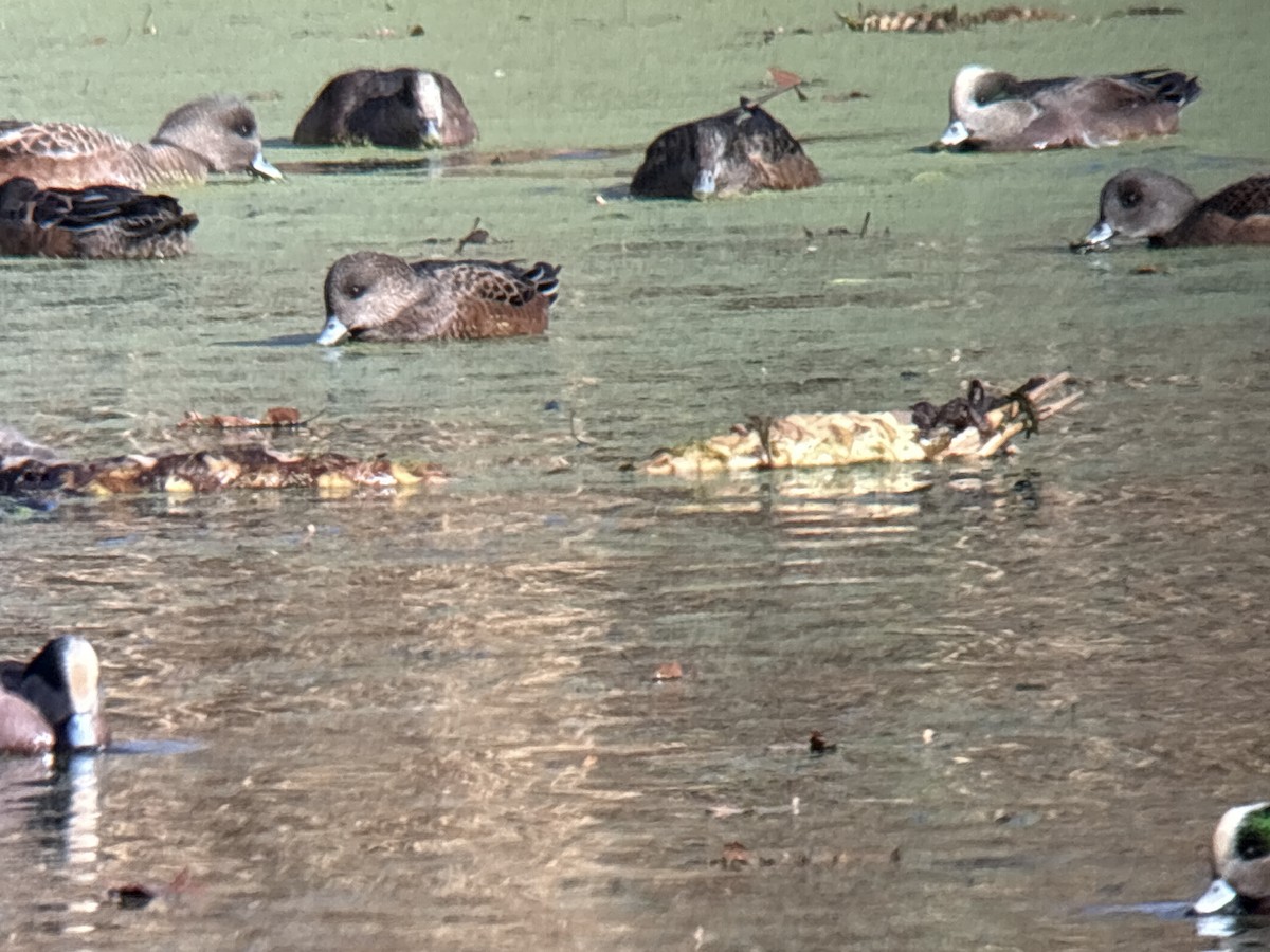 Eurasian Wigeon - ML646002015