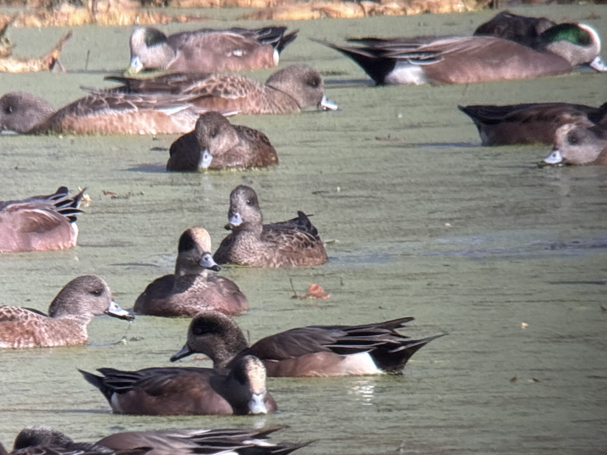Eurasian Wigeon - ML646002017