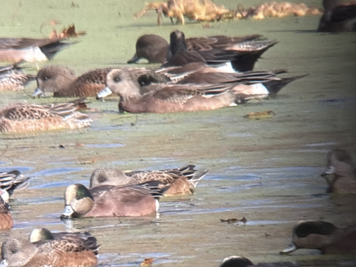 Eurasian Wigeon - ML646002018
