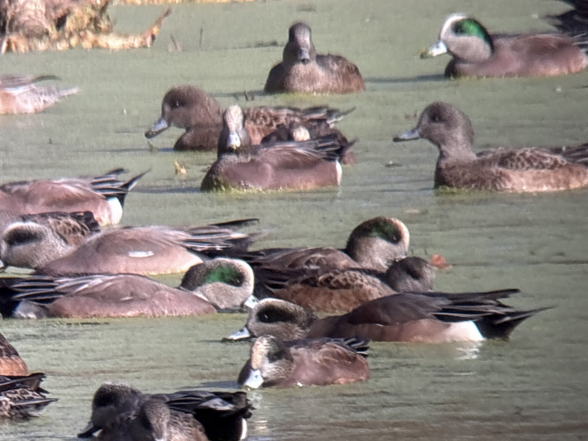 Eurasian Wigeon - ML646002019