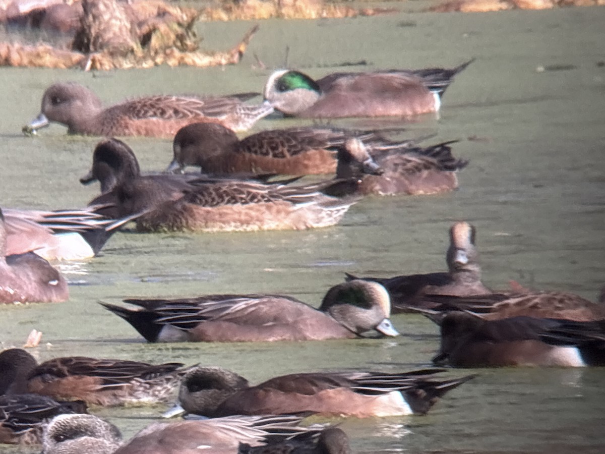 Eurasian Wigeon - ML646002020