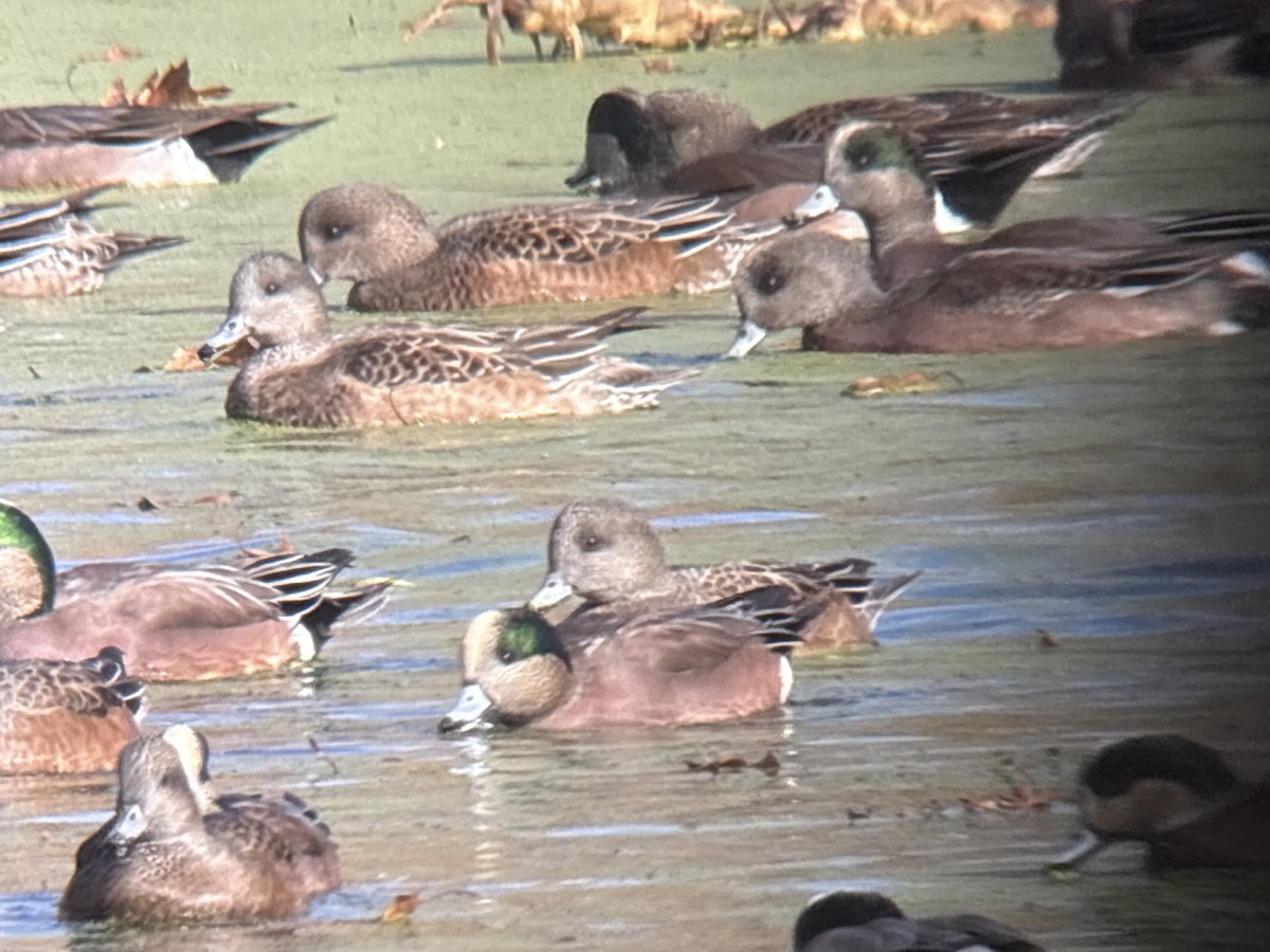 Eurasian Wigeon - ML646002021
